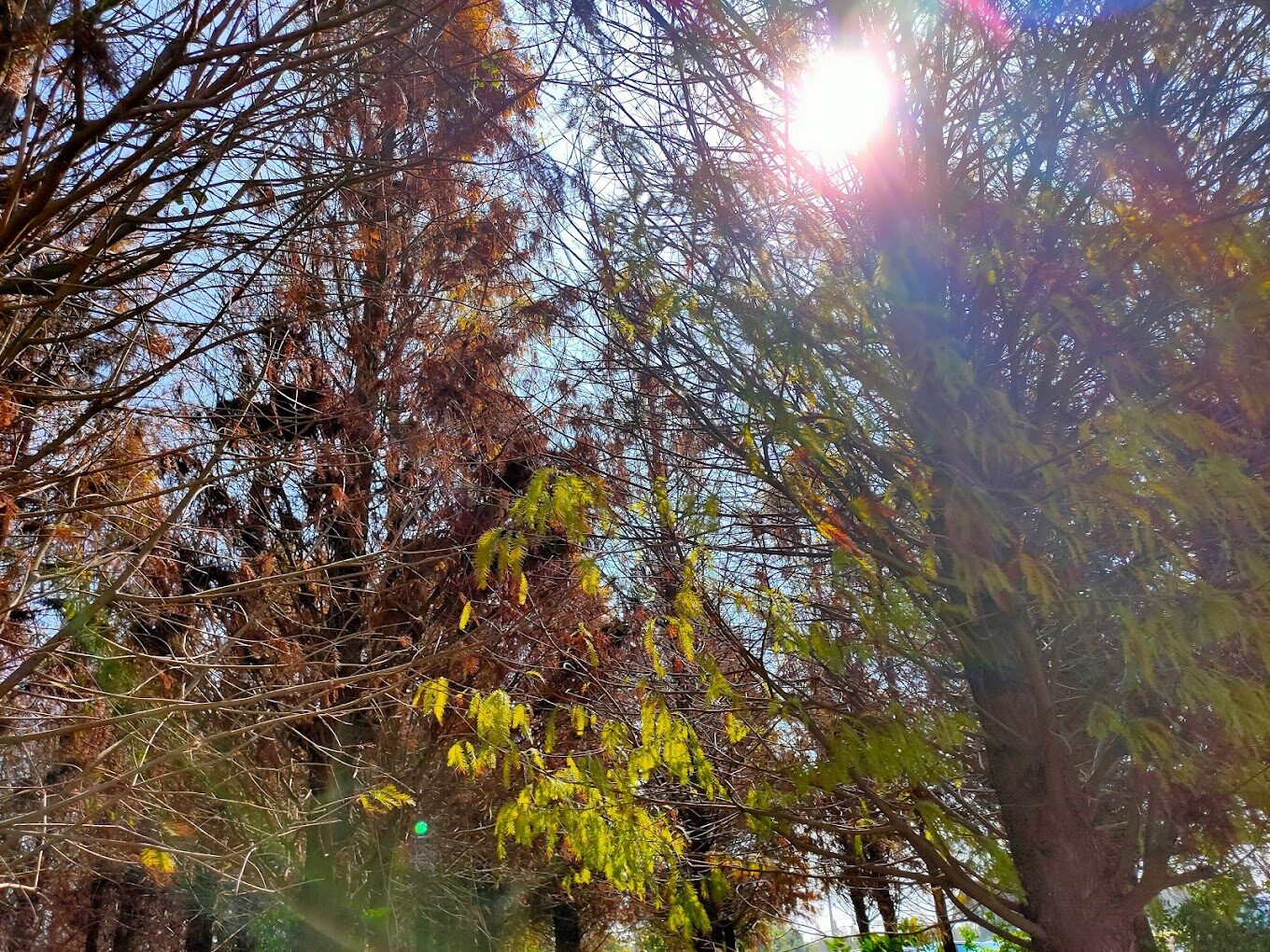 台灣落羽松最佳觀賞季節與地點推薦