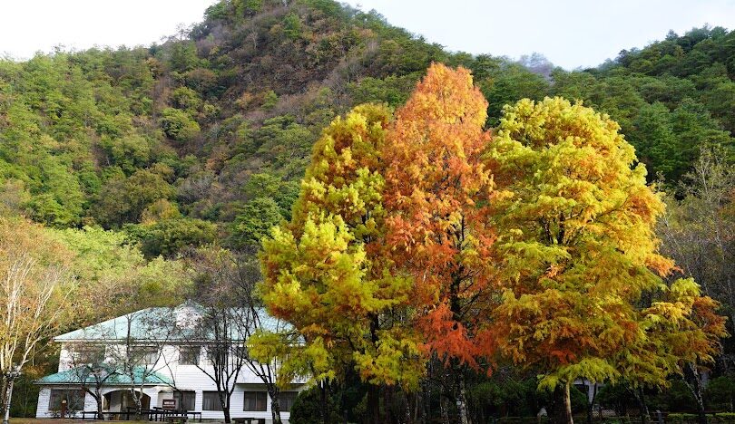 奧萬大楓葉季節指南：何時前往最適宜？