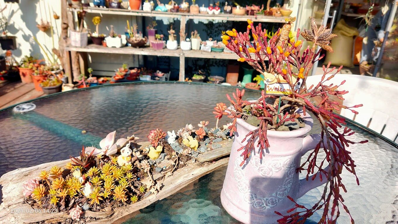 阿里山賓館周邊美食推薦:品味在地特色料理