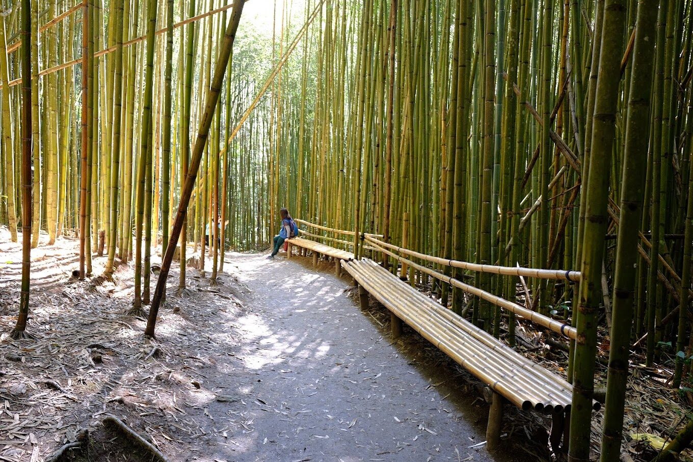 司馬庫斯交通指南：如何前往上帝的部落