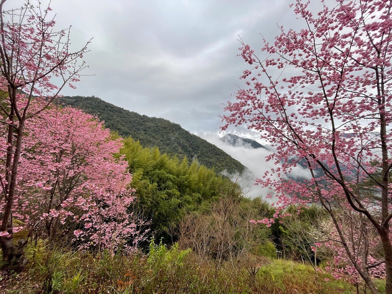 司馬庫斯住宿推薦：體驗原住民部落的魅力