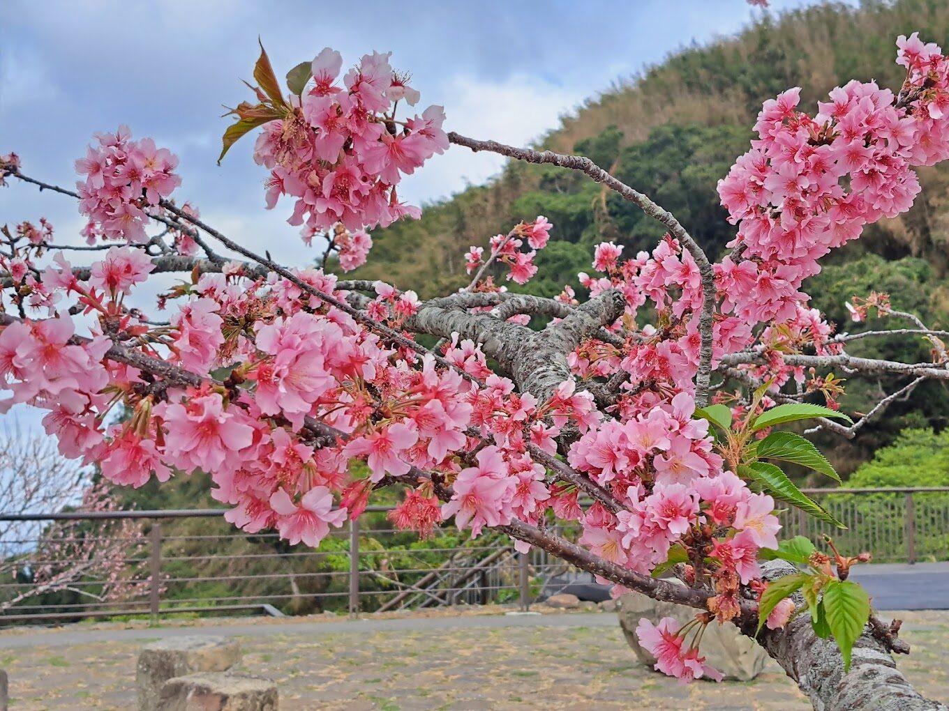 二延平步道交通指南：如何前往及停車資訊