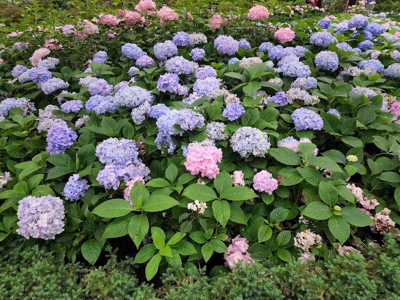杉林溪花季時間表與最佳賞花期