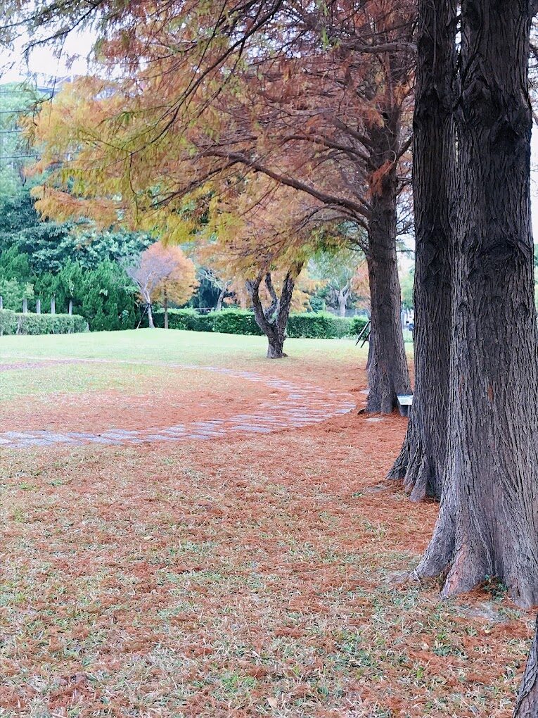 全台落羽松秘境推薦：秋冬必訪的絕美景點