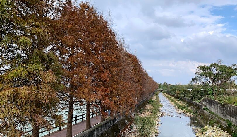 全台落羽松秘境推薦：秋冬必訪的絕美景點