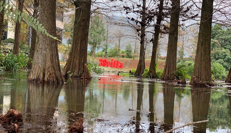 全台落羽松秘境推薦：秋冬必訪的絕美景點
