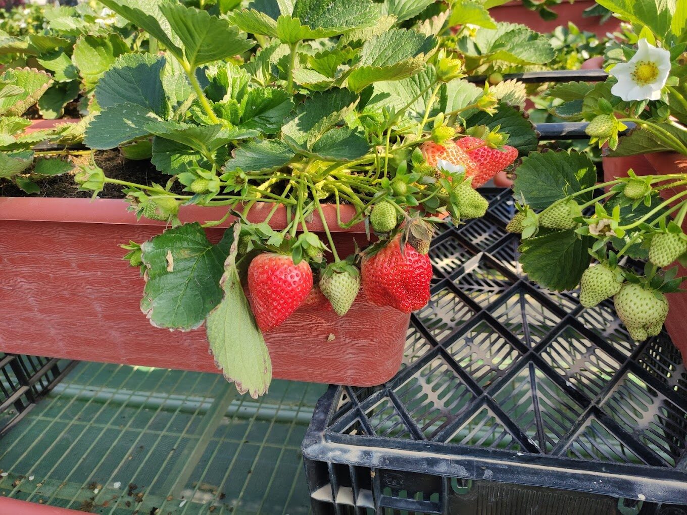 苗栗大湖草莓季：最佳採草莓時間與地點推薦