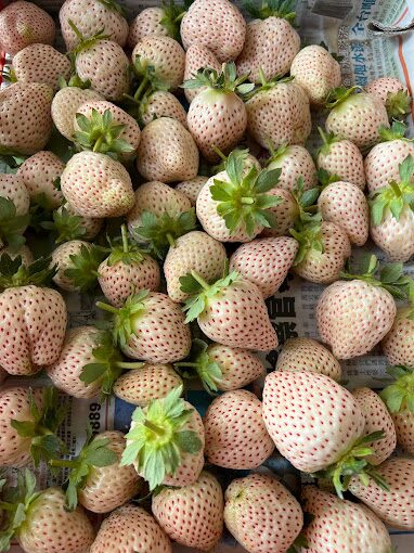 苗栗大湖草莓季：最佳採草莓時間與地點推薦