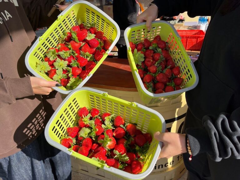 苗栗大湖草莓季節：最佳採摘時間與活動指南