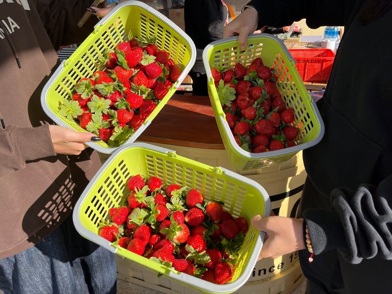 苗栗大湖草莓季節：最佳採摘時間與活動指南