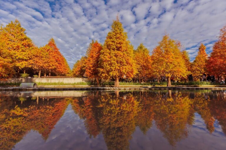 台中落羽松：台灣的絕美秘境