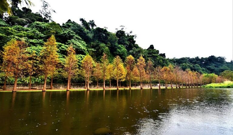 月眉人工濕地生態公園——桃園落羽松的瑰麗秘境