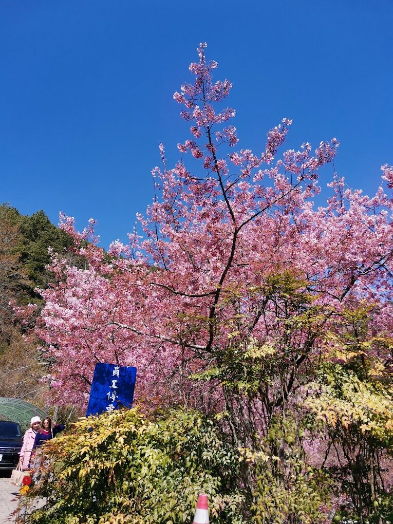 武陵農場櫻花季:一場粉色詩意的年度盛典