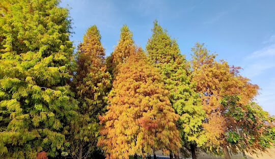秋冬必打卡！全台TOP8落羽松景點「金紅樹海」美翻別錯過
