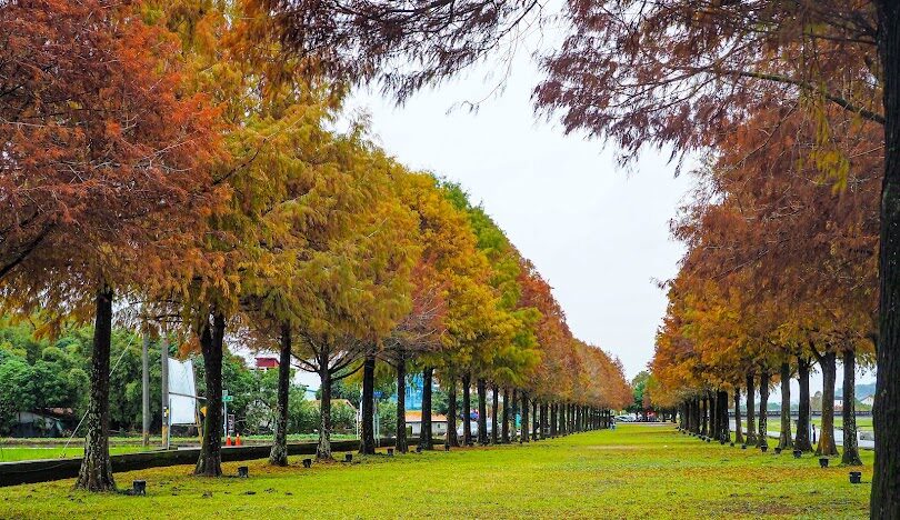 秋冬必打卡！全台TOP8落羽松景點「金紅樹海」美翻別錯過
