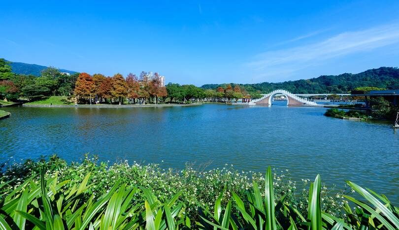 秋冬必打卡！全台TOP8落羽松景點「金紅樹海」美翻別錯過