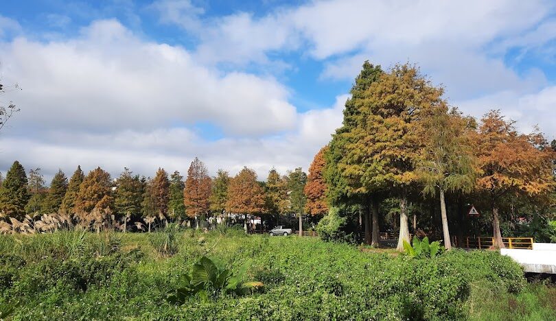 秋冬必打卡!全台TOP8落羽松景點「金紅樹海」美翻別錯過