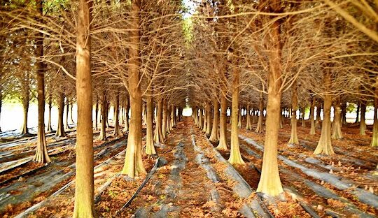 秋冬必打卡!全台TOP8落羽松景點「金紅樹海」美翻別錯過