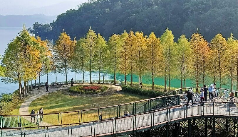 秋冬必打卡！全台TOP8落羽松景點「金紅樹海」美翻別錯過