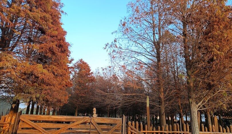 全台落羽松季節指南：最佳觀賞時間與地點