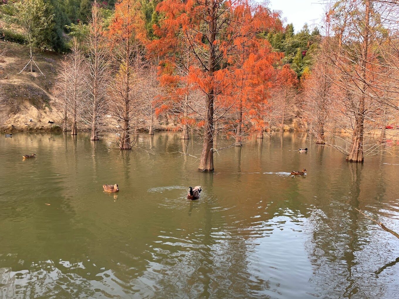 苗栗三灣落羽松秘境一日遊攻略