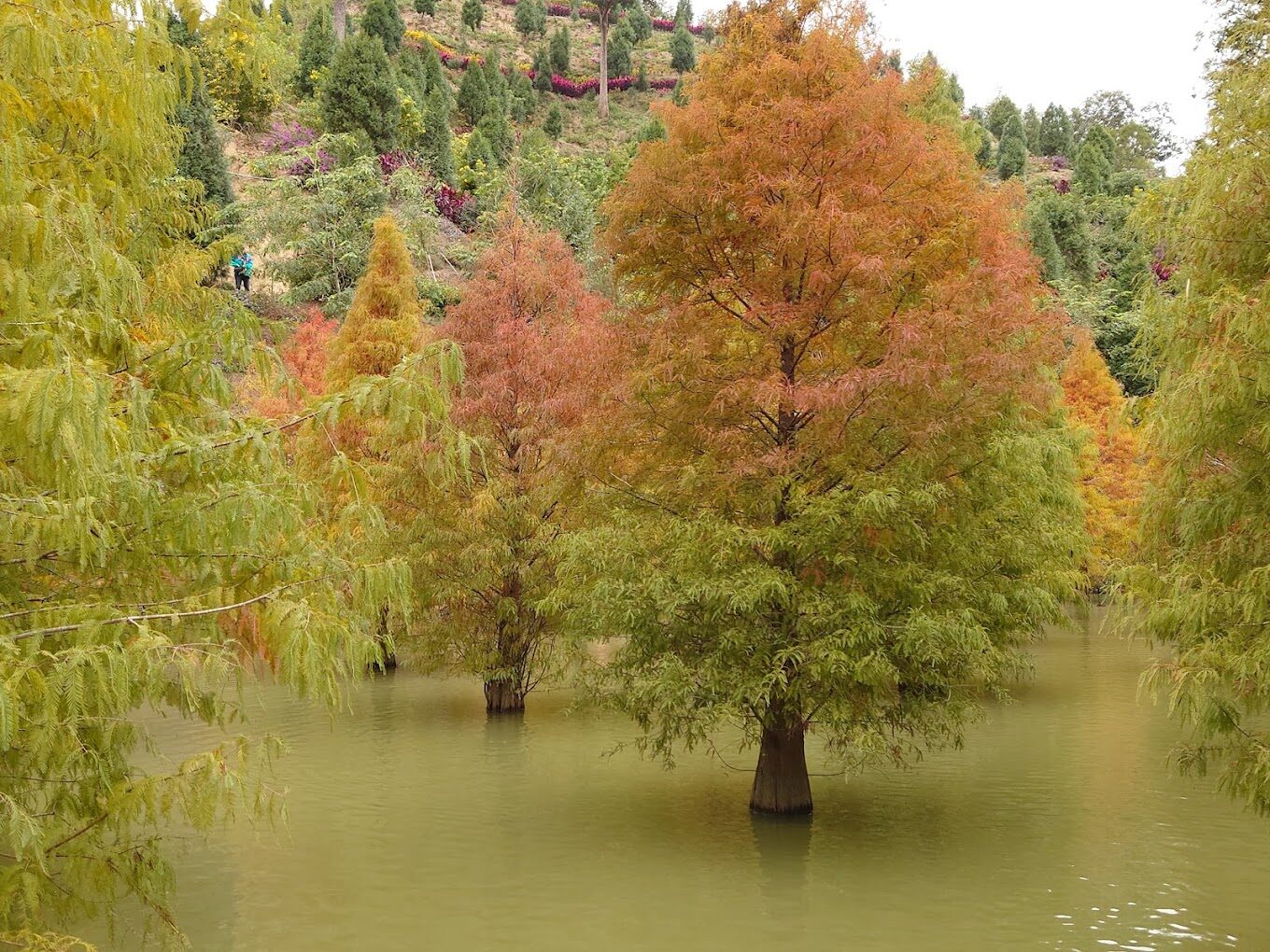 苗栗三灣落羽松秘境一日遊攻略