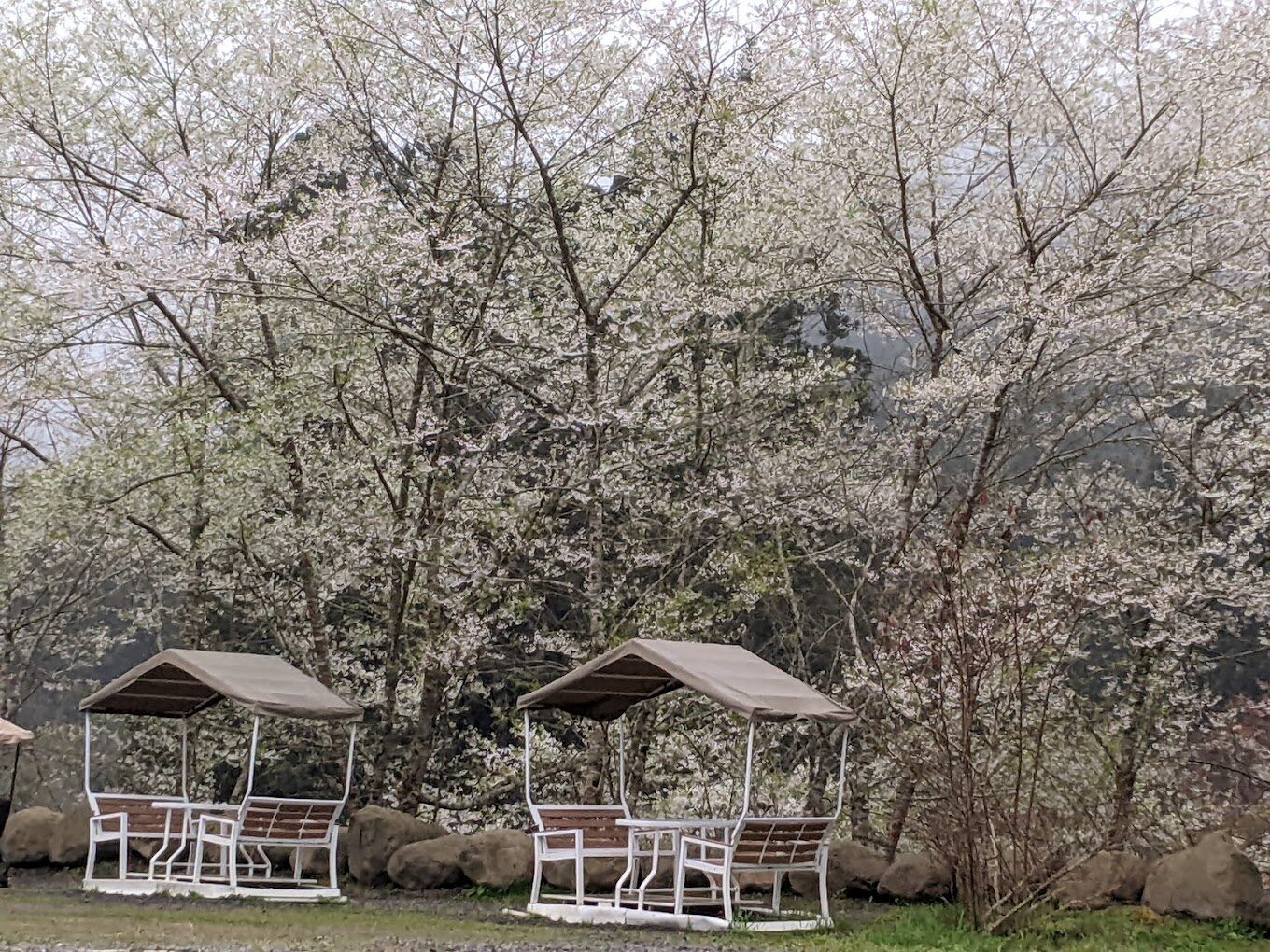 杉林溪最佳旅遊季節解析