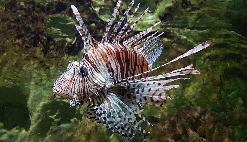 探索野柳海洋公園的精彩魅力
