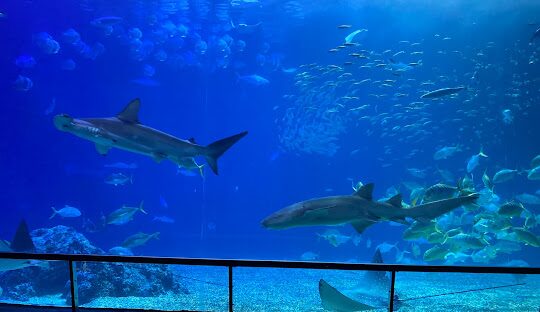 國立海洋生物博物館票券資訊