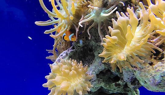 國立海洋生物博物館票券資訊