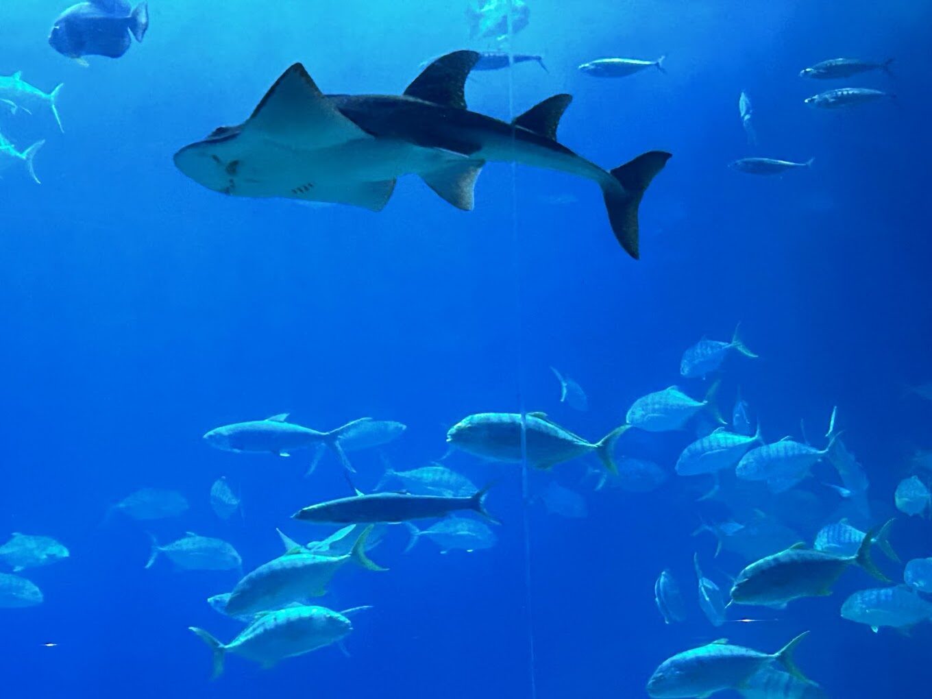 國立海洋科技博物館參觀指南：探索水下奇觀