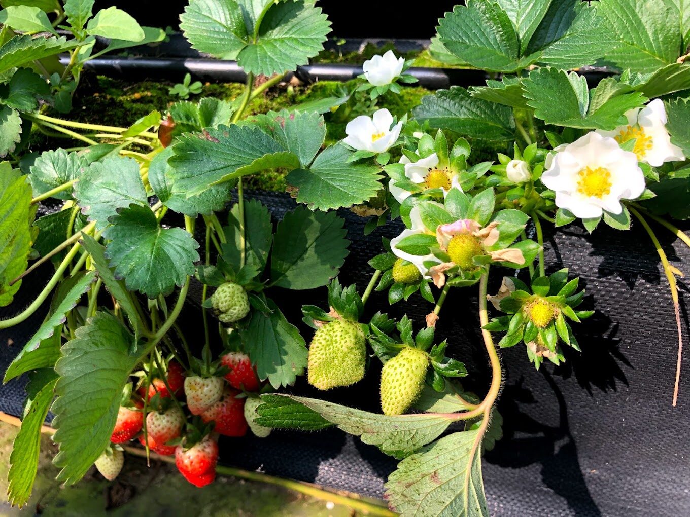 採草莓指南:最佳時機、地點與技巧