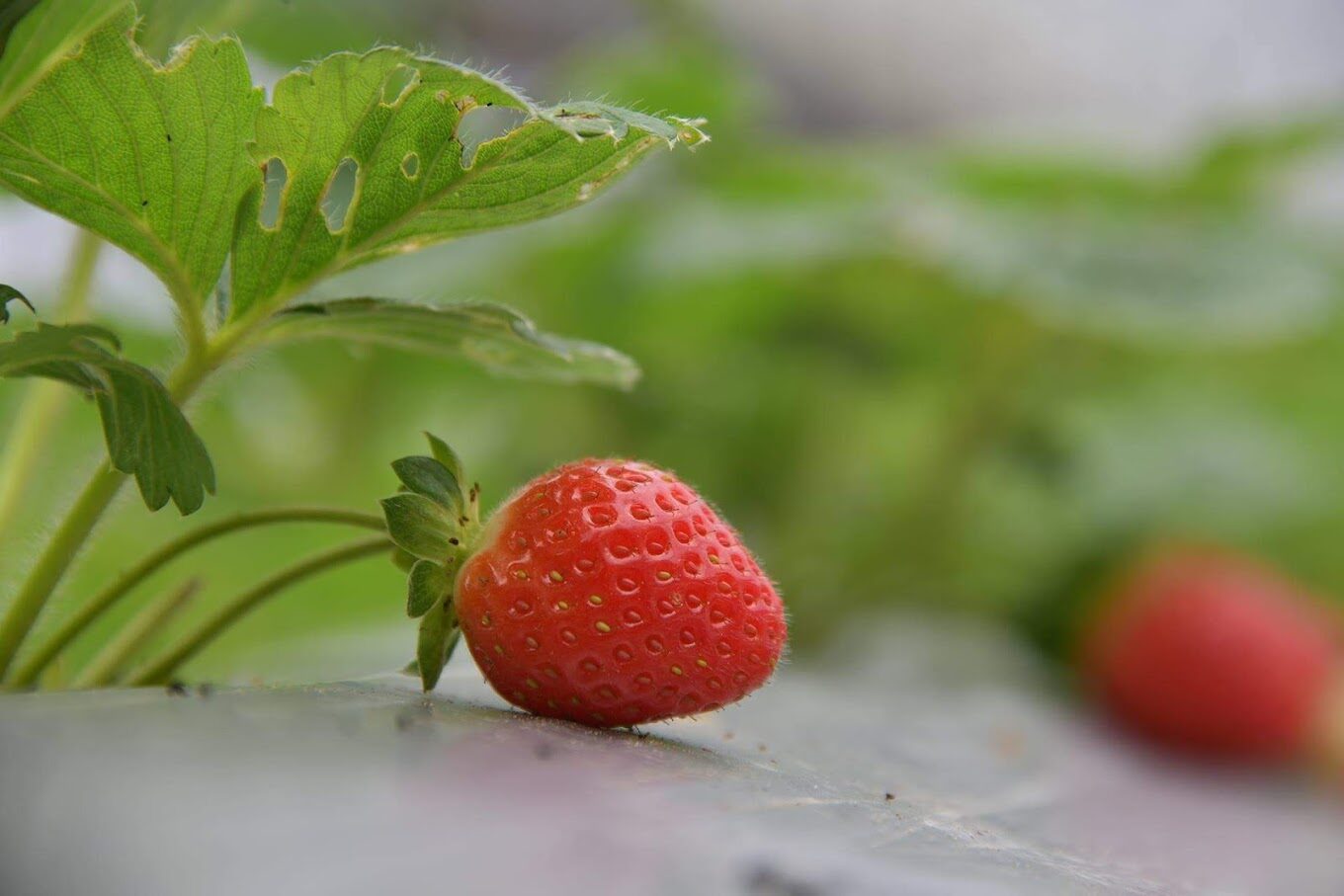 採草莓指南:最佳時機、地點與技巧