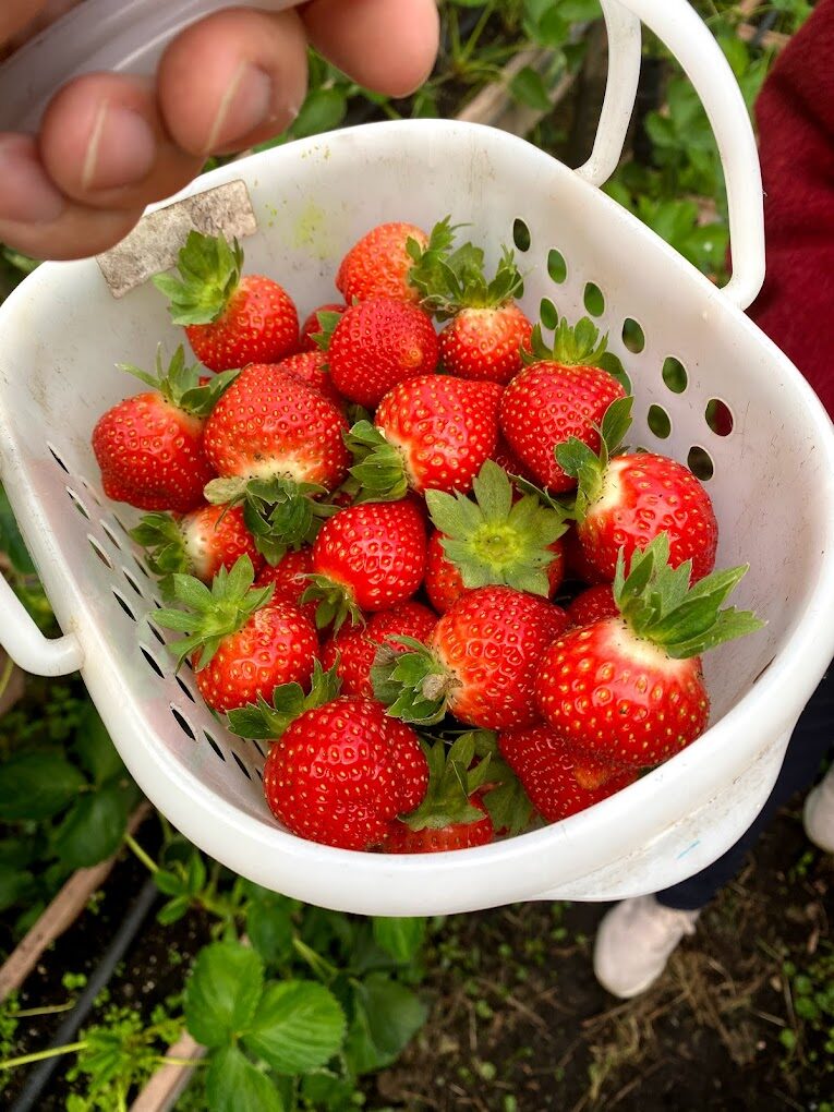 採草莓指南:最佳時機、地點與技巧