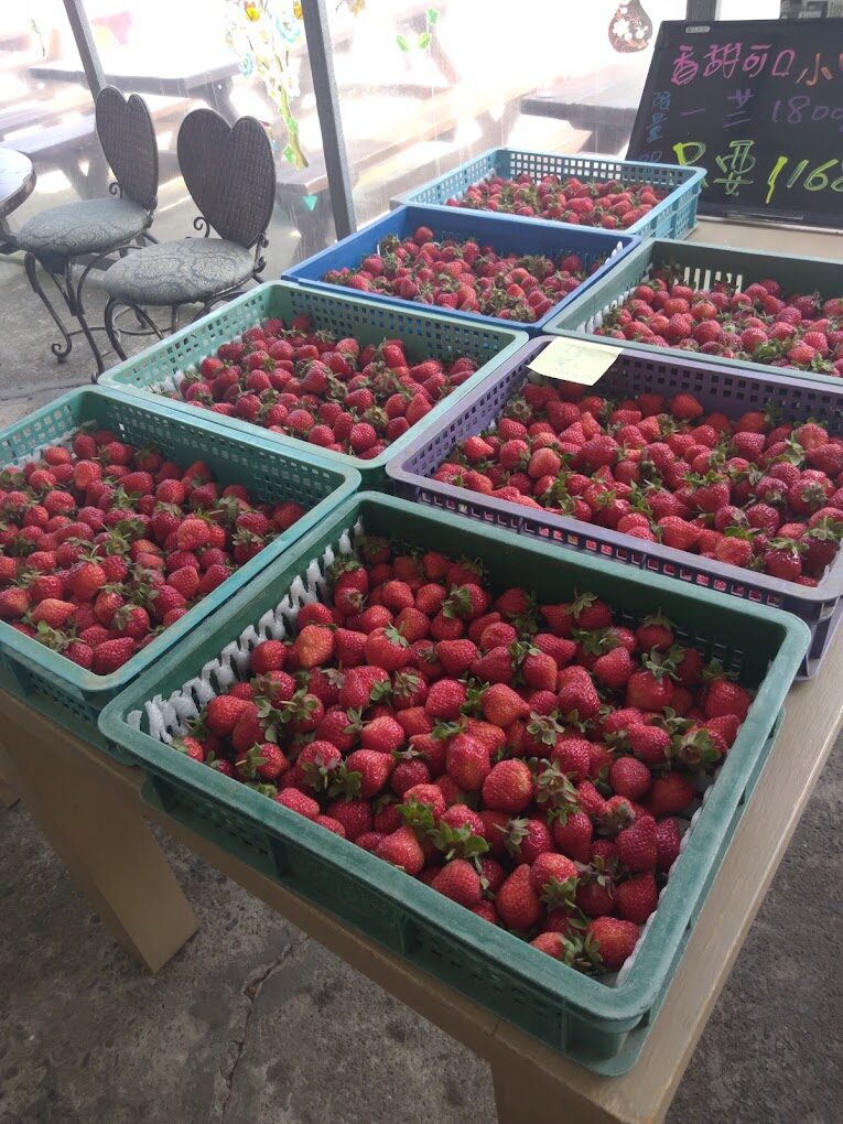 採草莓指南:最佳時機、地點與技巧