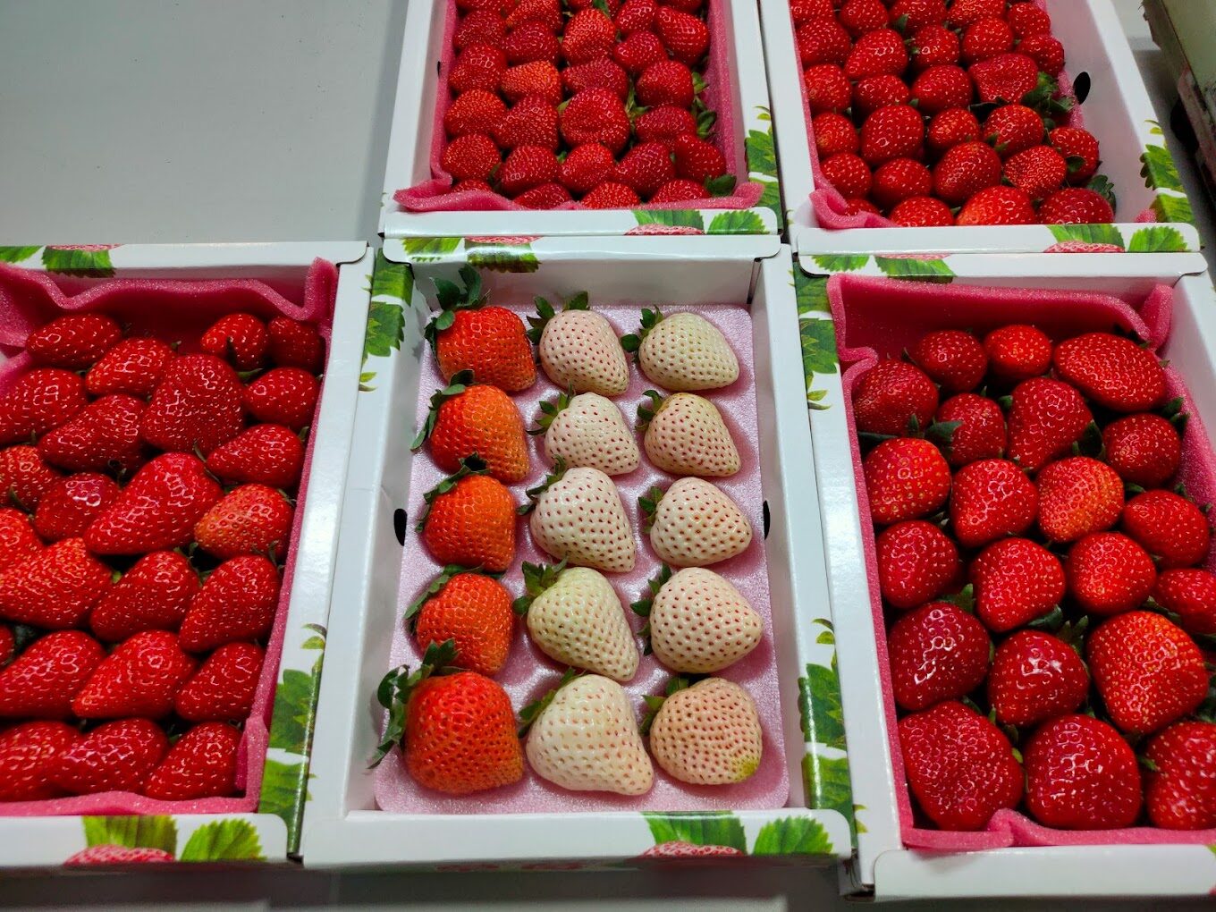 採草莓指南:最佳時機、地點與技巧