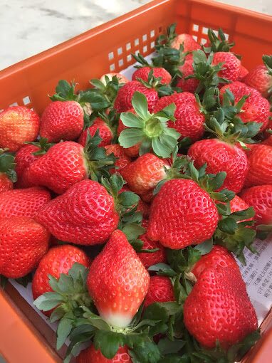 採草莓指南:最佳時機、地點與技巧