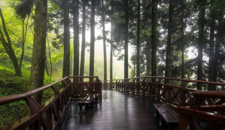 阿里山森林遊樂區怎麼玩：如何在阿里山觀看完美日出