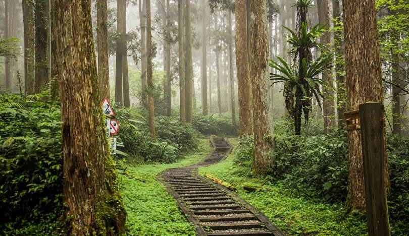溪頭旅遊指南：探索台灣綠意盎然的自然寶地