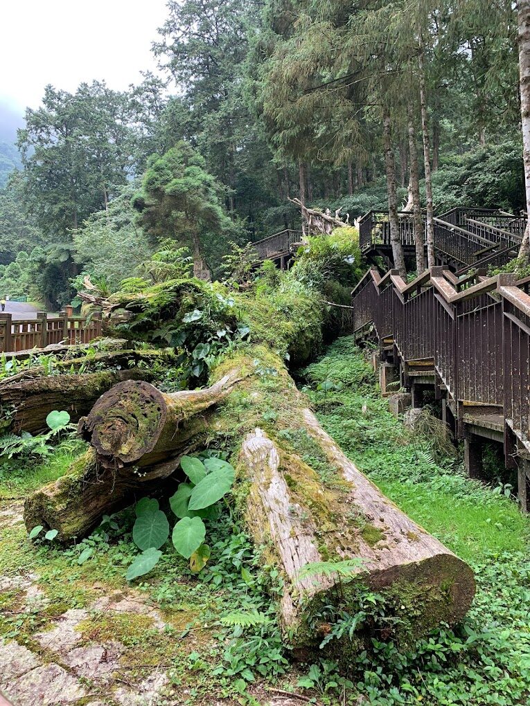溪頭旅遊指南：探索台灣綠意盎然的自然寶地