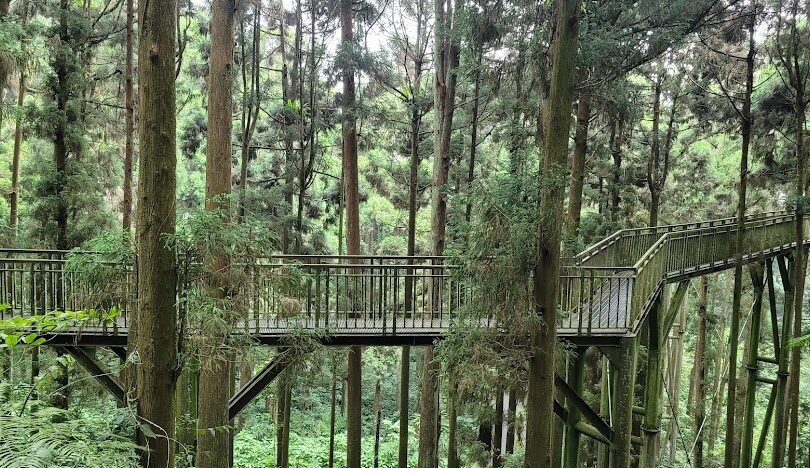 溪頭旅遊指南：探索台灣綠意盎然的自然寶地