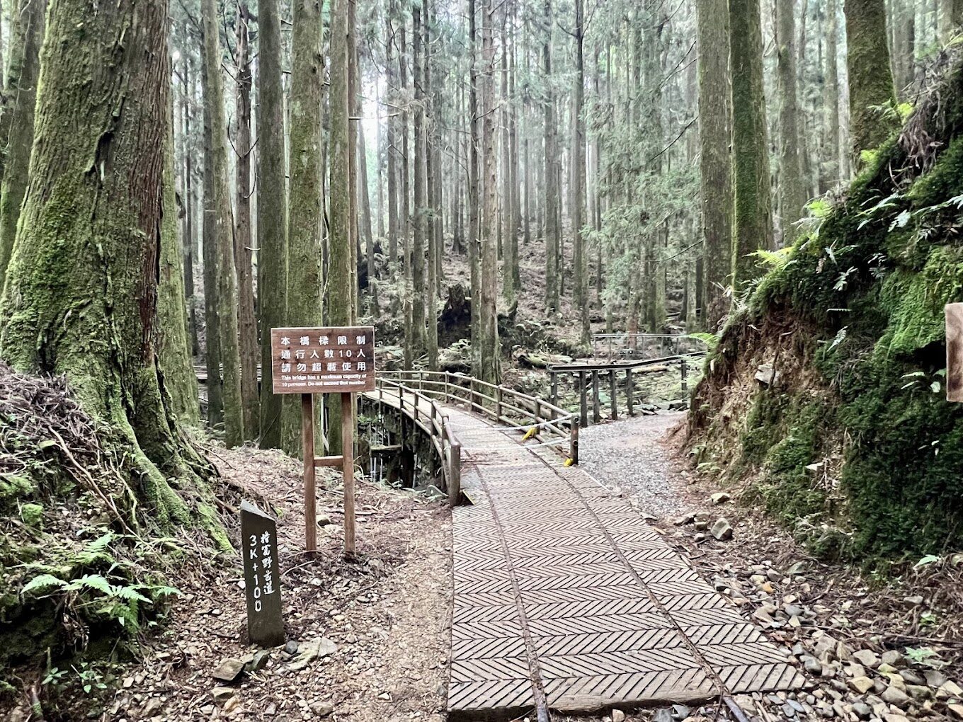 特富野古道：一條通往歷史與自然的綠色長廊
