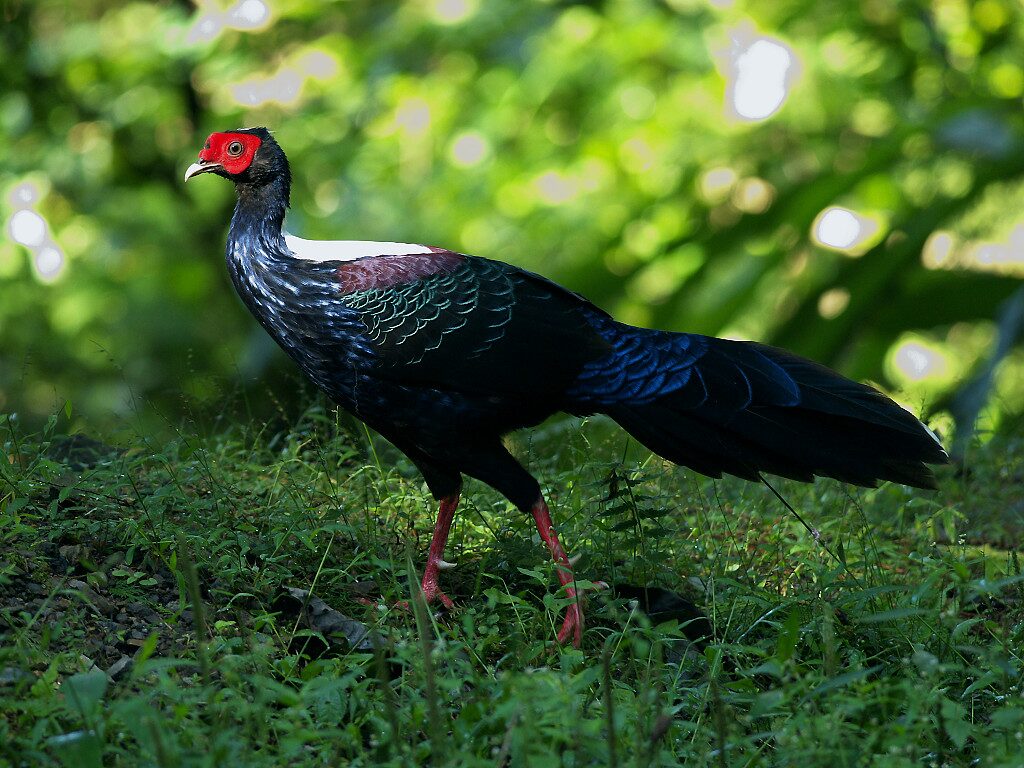 特富野古道：一條通往歷史與自然的綠色長廊