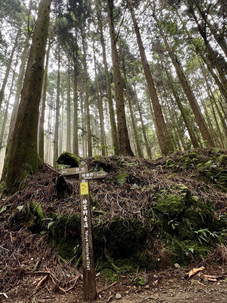 特富野古道：一條通往歷史與自然的綠色長廊