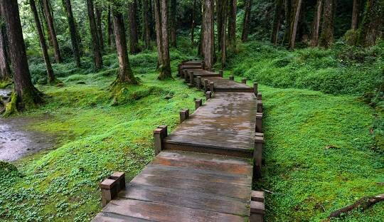 如何在阿里山森林遊樂區觀看壯麗日出與雲海