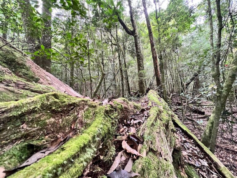 初學者的谷關七雄健行指南：探索谷關七雄的最佳路徑