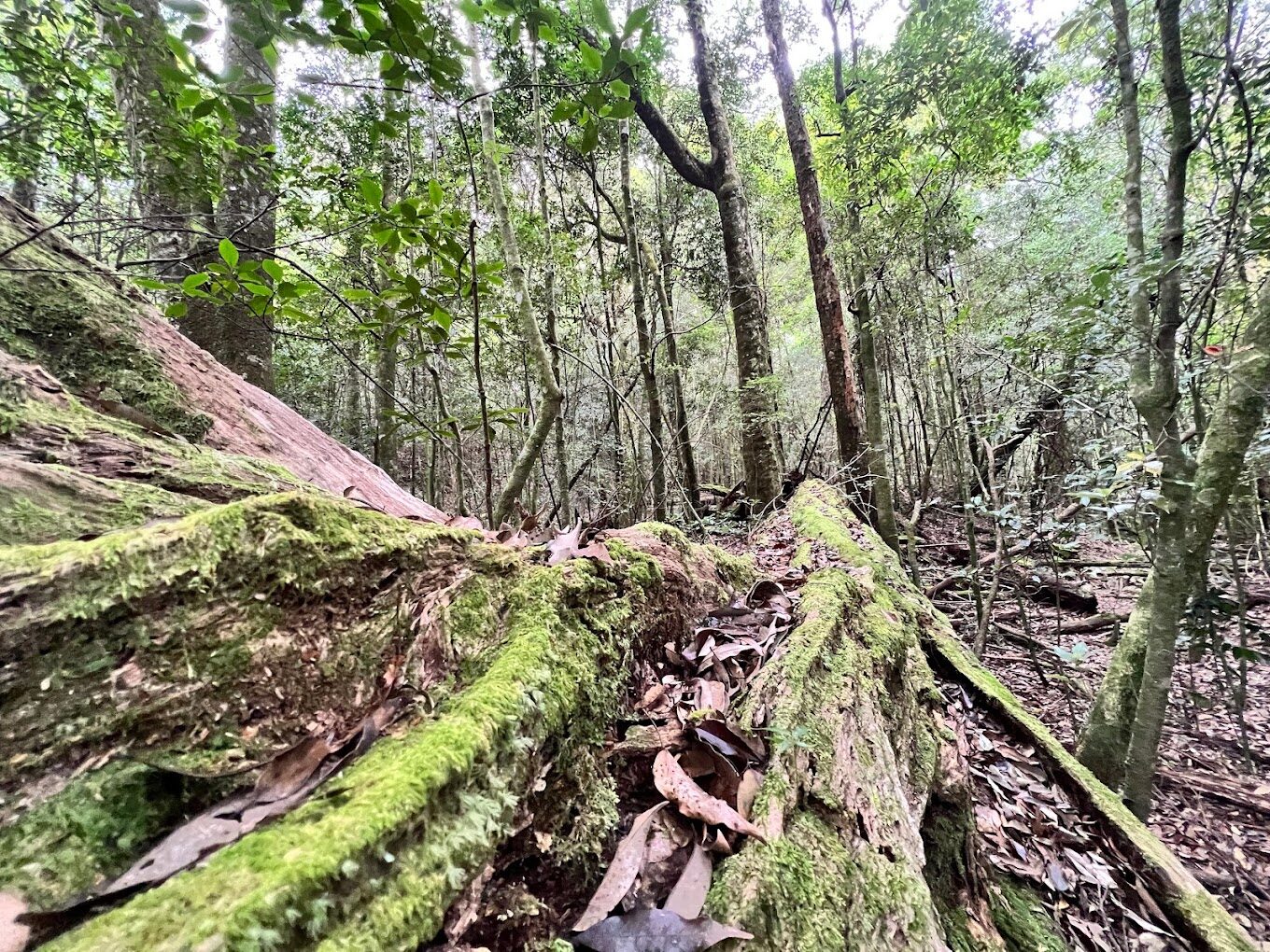 初學者的谷關七雄健行指南:探索谷關七雄的最佳路徑
