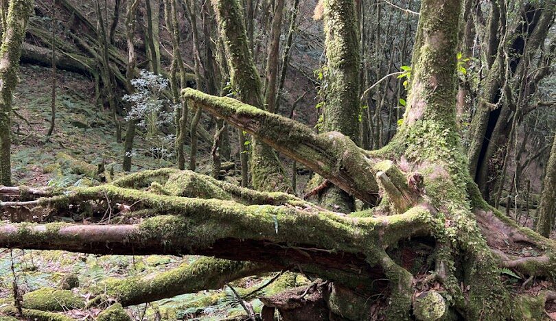 初學者的谷關七雄健行指南:探索谷關七雄的最佳路徑
