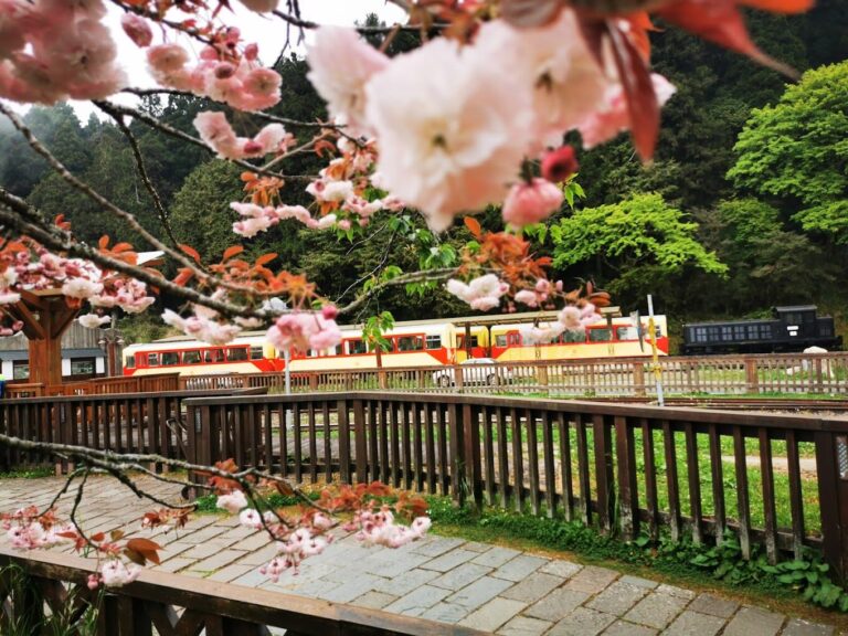 嘉義阿里山旅行必知攻略：最佳觀賞櫻花與楓葉的季節