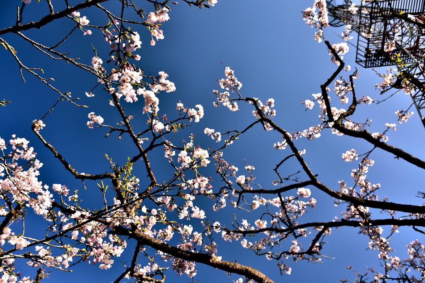 嘉義阿里山旅行必知攻略:最佳觀賞櫻花與楓葉的季節